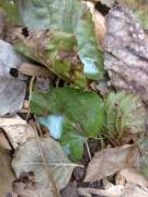 [Proof] Cum On Plant Outdoors (Gif In Comments)