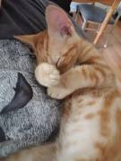 We Got A New Kitty! He Super Cuddly ❤️