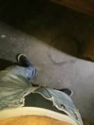 Love Walking Around Work With My Hard Cock Out 