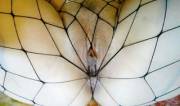 Oh What A Tangled Web We Weave... (F)40