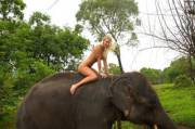 Riding An Elephant In The Jungle (More In Comments)
