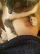Girlfriends Peirced Nipple With Bonus Kitten.