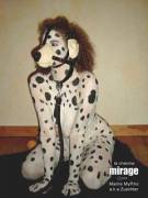 Dalmation