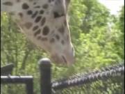 Deepthroat With Tongue Out