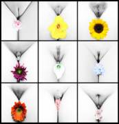 Herflower (Project Title) - A Selection Of Flowers I Am Putting Together For A Coffee ...