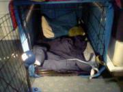 Got My Cage All Set Up! What Do You All Think?