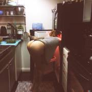 Looking For Some Leftovers