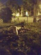 Potato Quality, In The Front Yard On A Corner Lot. Come Find Me?