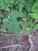 [Proof] Cum On A Plant Outdoors