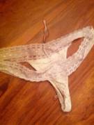 [Proof] Cum On Panties (X-Post /R/Cummedpanties)