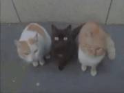 Anyone Knows The Source? [Gif]