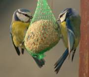 [F]Irst Photo Received (Sfw, Not Human Tits)