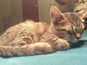 Daddy Got Me A Kitten!!