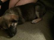 You Guys!!!! Daddy Got Me A Puppy!!!!!!