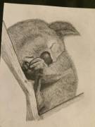 Little Koala I Drew