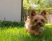 Dexter Says, &Amp;Quot;Woof Barky Grrrrr Rawr Woofy....&Amp;Quot; To All My Fellow ...