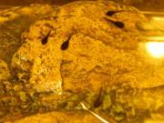 I Saved A Bunch Of Taddy-Poles From A Drying Up Puddle! (Well. Most Of Them Anyway.)