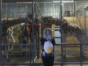 Omg! My Daddy Surspised Me With A Trip To The Zoo! It Was So Much Fun!