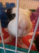 If You Need A Smile Here Is My Guinea Pig Odin! :3 He Says Hi!