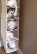 It's A Kitty Tower! [=