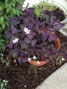 It's Been A Whiiiilllleeeee, Here Is My Garden Now!!!