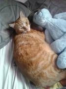 My Two Favorite Cuddle Buddies! Atticus And Ned ^.^