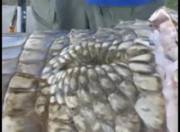 I Was Doing Science Homework When I Found This...