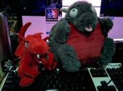 I Brought Little Duke To Pdxlan And Got Him A Companion! Msi Lucky!