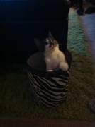 Kitty In A Can -- Not Porn