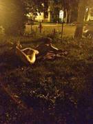 Took This Last Night In My Front Yard