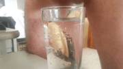 Cum In A Glass Of Water