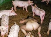 After Branding The New Cow Gets Shown Her New Home; It's More Than She Deserves