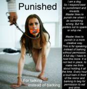 All Pets Respond To Punishment And Reward As A Way To Learn