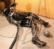 Properly Harnessed And Secured.