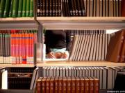 Reviews Of Physiology, Biochemistry, And Pharmacology.