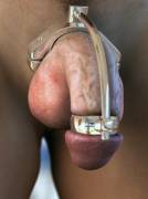 Elegantly Caged Dick