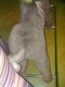 A Stuffed Horse?  Why Not.