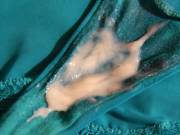 Fresh From The Source (2 Days Without Cumming Really Gets Me Going!)