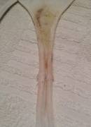 Week Long Wear Panties. My Longest Wear Time Ever.