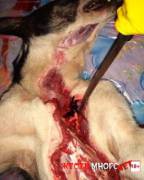 2 Girls Skinning A Dog [Nsfw]