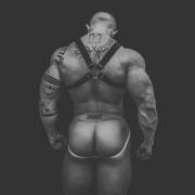 Great Muscle Ass. Loving The Harness As Well.