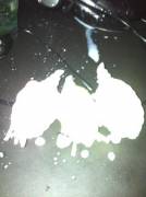 Burmy And Pinkie Pie