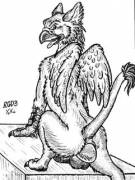 A Male Griffon Laying [M]