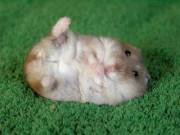 This Sub Is Now About Posting Cute Whore Hamsters. Post Cute Whore Hamsters!
