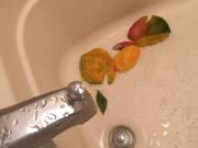 No Disrespect, But I Find Mangos Far More Savage.