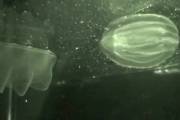 Comb Jelly Nomming