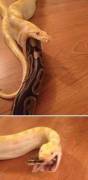 Snake Eats Snake Tail First! (Repost From /Wtf)