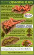 Carnivorous Plants!  