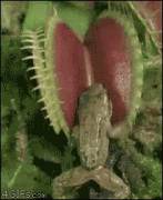 Plant Catches A Frog [Xpost From /R/Wtf]