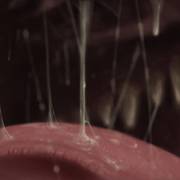 &Amp;Quot;Drool&Amp;Quot; [Maw]